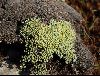 <em>Raoulia australis</em>